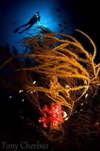 Soft Coral in Black Coral: Nikon D7000, Tokina 10-17 @ 10... by Tony Cherbas 